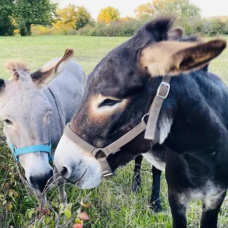 Bed & Breakfast La Vigne D'or