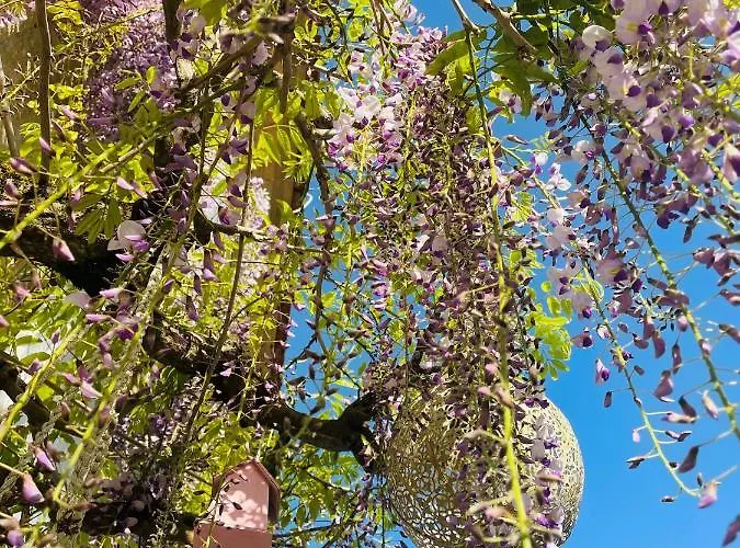 فندق مبيت وإفطار La Vigne D'or Teuillac