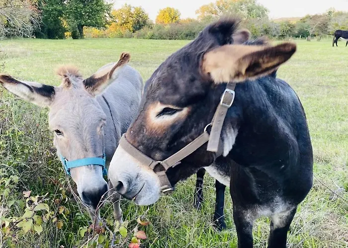 فندق مبيت وإفطار La Vigne D'or